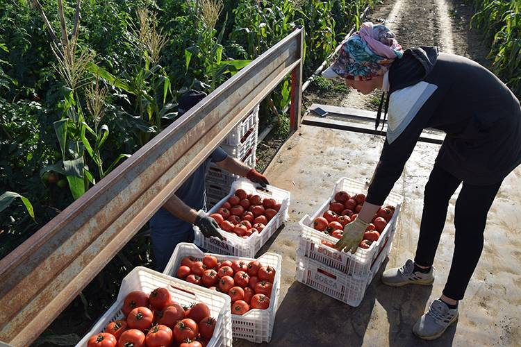 10 köydeki 2500 dekara ekildi tarlada kilosu 15 TL'den satılıyor. Köylü bayram ediyor şafak vakti topluyor - Resim: 18